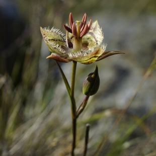 Calochortus tiburonensis